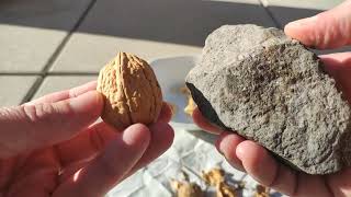 Nuss Nüsse richtig schnell öffnen Knacken mit Stein Walnuss Baum Best Walnut Nut Cracker Stone ever