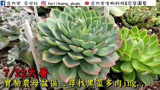 【合力宏 多肉植物黑莖】 黑莖了怎麼辦?照影片步驟處理，停止黑莖擴散，降低罹病率!