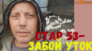 Как определить время забоя уток. Забой и разделка уток Стар 53. \