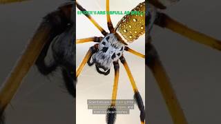 🕷️ The Unbelievable Strength of Spider Silk 💪#trending #shortsfeed #shorts #ytshorts #youtubeshorts