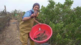 小池过来虾塘下网捡漏，抓到不到值钱靓货，大青蟹都抓到好几只