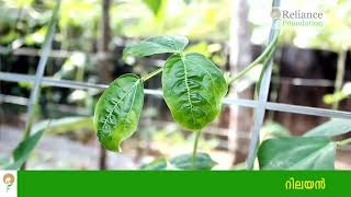 പയറിലെ മൊസൈക് രോഗ നിയന്ത്രണം | Disease Management of Mosaic Virus for Cowpea