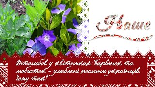 «Наше» Фітолюбов у квітниках: барвінок та любисток - улюблені рослини українців. Чому так?