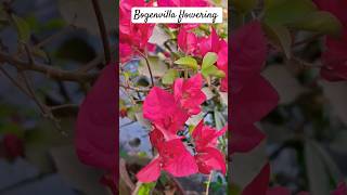 Dark pink color bougainvillea | Bogenvilla flowering |  #ytshorts #shorts #trending #viral