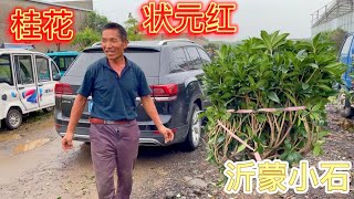 临沂大集桂花真便宜，家庭轿车装了满满一大车，可把大哥乐坏了