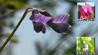 30秒の心象風景24479・二つ並んで～カスマグサ～