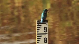 KINGFISHER taking on a big fish. Strumpshaw, Norfolk.