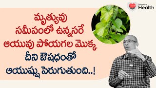 Giloy Health Benefits | దీని ఔషధంతో ఆయుష్షు పెరుగుతుంది.. Dr. Ch Madhusudana Sarma | TeluguOneHealth