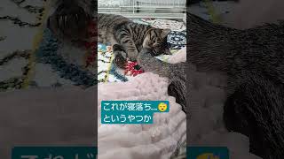 おやすみ、吟ちゃん #保護猫 #里親募集中