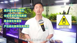 鱼缸底砂打理指南 底砂可以培菌？长期不清理会坏水？到底怎么打理才最科学？底砂  底砂清理  鱼缸造景  水族  养鱼日记