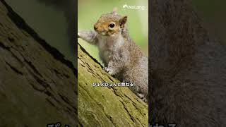 かわいい動物たち #shorts