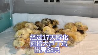 芦丁鸡：经过17天孵化拇指大芦丁鸡出壳38只好可爱，一定要注意保暖