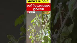 tulsi leaves:ଜାଣି ରଖନ୍ତୁ ତୁଳସୀ ଗଛ କେଉଁ ଦିଗରେ ଲଗାଇବେ, Shorts #local18 bhubaneswar