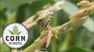 Corn School: Managing Bt resistant corn rootworm