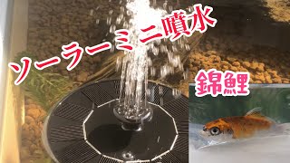 【トロ舟】ベランダビオトープにソーラー噴水設置した!!#錦鯉