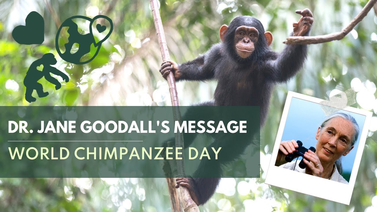 Dr Jane Goodall S Message For World Chimpanzee Day 2022 Youtube