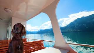 Funny dog on a cruise - Japp The Dog