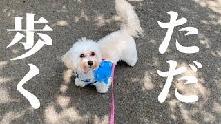 マルックス子犬とひたすら散歩【休日vlog】