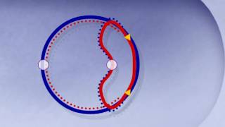 Bidirectional Replication of DNA HD Animation