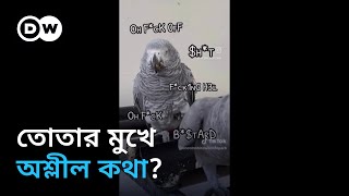 তোতাপাখি যেভাবে অশ্লীল কথা শিখছে