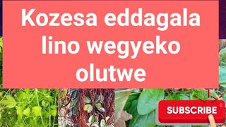 Eddagala elivumula olutwe n'enkozesa