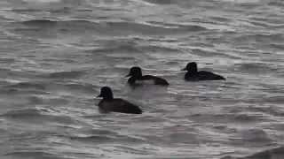 1040130蘆洲淡水河與基隆河匯流口斑背潛鴨與鳳頭潛鴨1