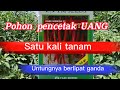 CABE MERAH BESAR YANG SUDAH BERUMUR SATU TAHUN??? | AUTO JADI SULTAN KALO RATA2 SPERTI INI!!!