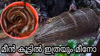 ദൈവമേ ഈ കൂട്ടിൽ ഇത്രയും മീനോ | divame eh kuttil etharayum menno | @kuttanadvillagefishing1587