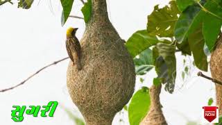 સુગરી || sugari bird || sugari bird nest