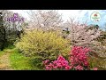 【2024🌸桜】vol.104近くの桜を楽しむ｜平城京から個人のお宅のお庭｜里山 ハイエースキャンピングカー 保護犬 お花見