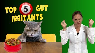 Top 5 Gut Health Irritants For Cats with Dr. Katie Woodley - Holistic Veterinarian