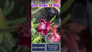 Hoa Hồng Sa Mạc Phan Rang- Hoa Hậu Vườn Em- 0708146924