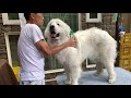 スキあらば穴掘りのルンルンです　great pyrenees　グレートピレニーズ