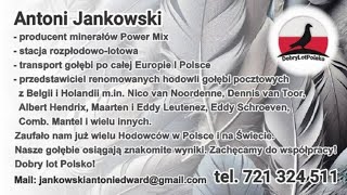 Podsumowanie Wystawy Gołębi Pocztowych w Katowicach 🔥🙏😉👍 Tel. 721 324 511.