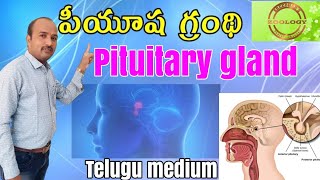 పీయూషగ్రంథిPituitarygland#TelugusreedharszoologyDSCTRT#education#exam#study