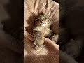 天使のようなな子猫の寝顔【kitten】 shorts