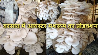 बरसात में ऑयस्टर मशरूम की खेती।#oyestermushroomfarming#mushroomfarming#bpchaudhari#mushrooms