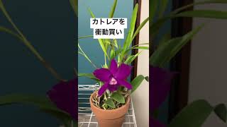 Cattleya😊カトレアが我が家の仲間入りしました