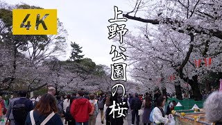 【4K Walking】東京 上野公園の桜 2024 【Cherry blossoms in Ueno park Tokyo】