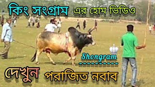 কিং সংগ্রাম এর হোম ভিডিও দেখুন || Top fighter bull ||  J Ahmed Vlogs