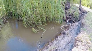 Murray Cod Fishing ; Spinnerbaits in the Willows