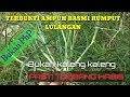 CARA AMPUH BASMI TUNTAS RUMPUT LULANGAN / BELULANG