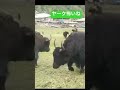 ヒマラヤ山脈のヤーク怖すぎ