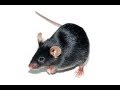 Rat Sounds Effect