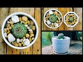 Fish hook cactus / Mammillaria cactus - propagated by cutting and repotting in common ways