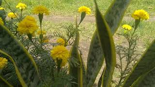 Marigold and Good Gardening Music