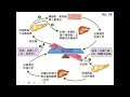 11002選修生物三ch4 2 13胰臟 二溫