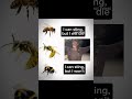 #memes #funny #bees #wasp #hornet #honeybee