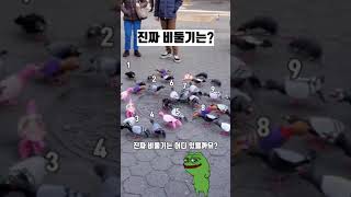 진짜 비둘기는 몇번?  #shorts