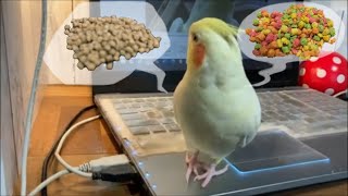 成鳥をペレットに切り替える裏ワザを公開しますcockariel【オカメインコのきなこ】